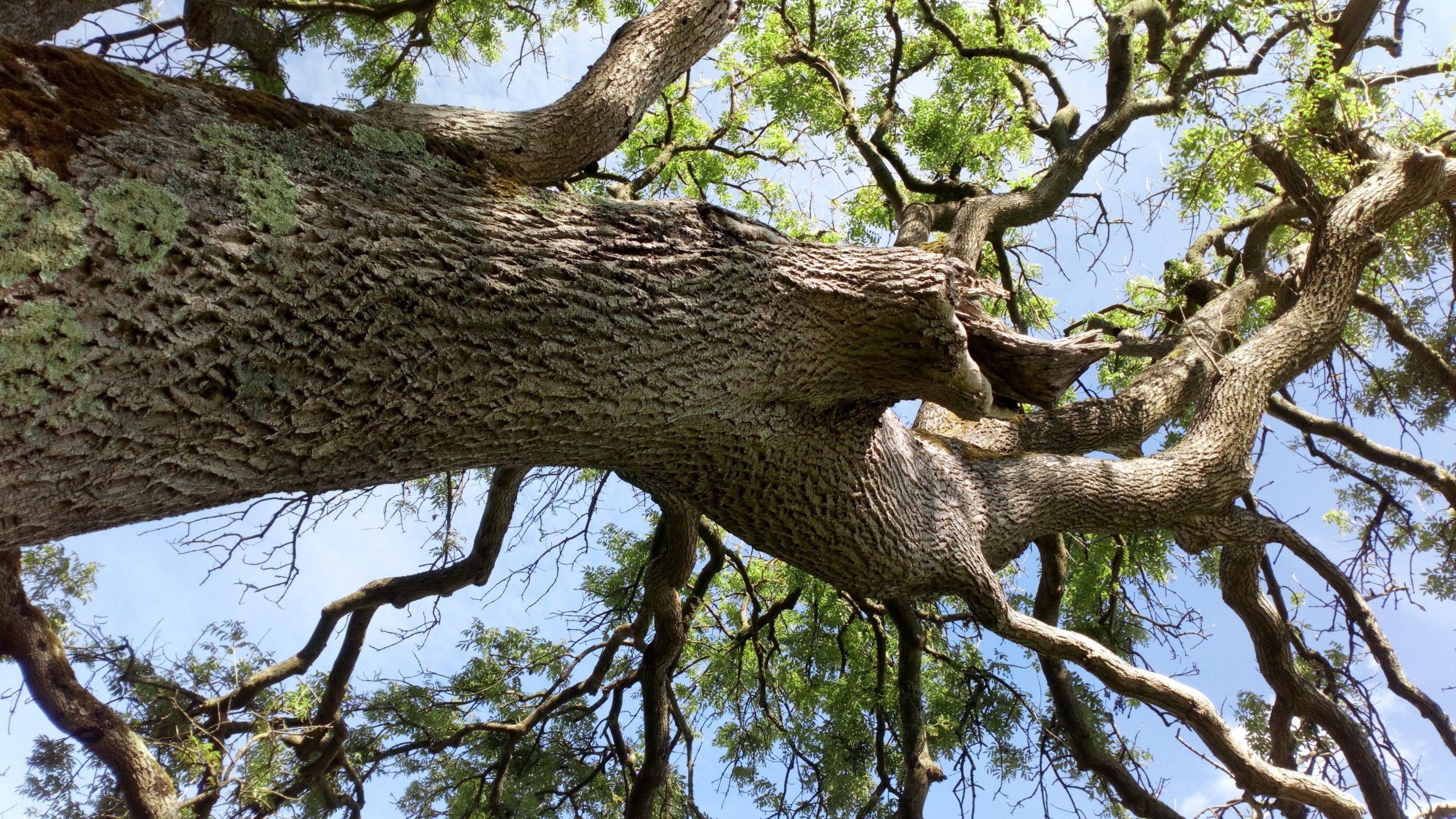 ash tree, Little Clifton