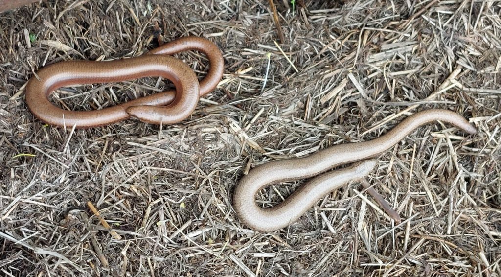 slow worms